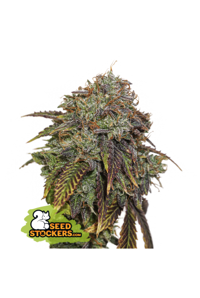 Gelato 41 Auto x3 - Seed Stockers