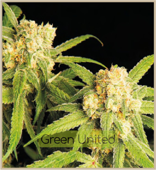Northern Bud Auto x1 Granel