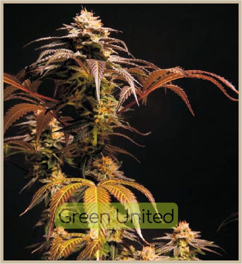 Black Domina Auto x1