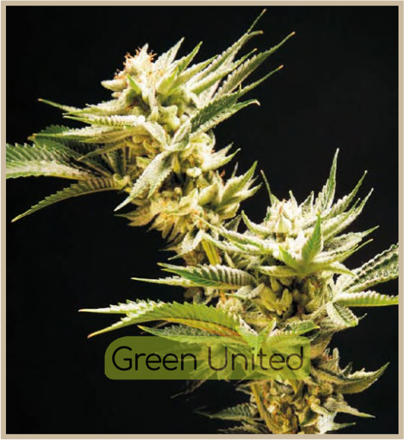 Blueberry Auto x1 Granel