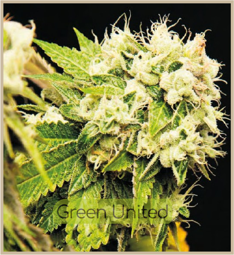 Sour Diesel Fem x1 Granel
