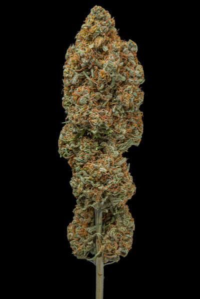 Rucu Cucu OG Auto x3 - Seed Stockers Superior